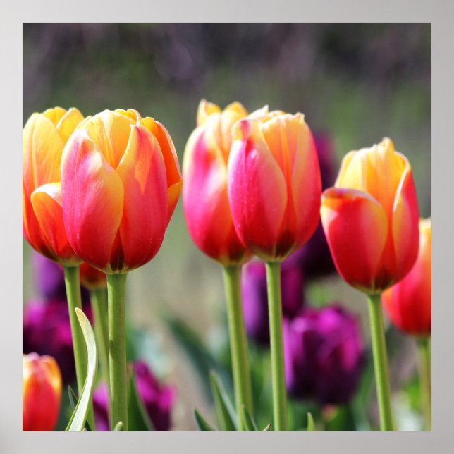 Poster Tulipes tombées flammes (Devant)