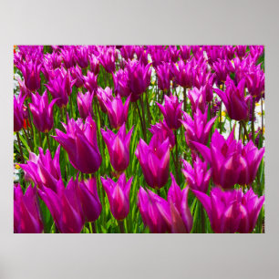 Poster Tulipes violettes à Keukenhof, Hollande