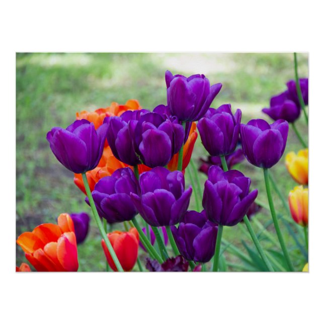 Poster Tulipes violettes foncées (Devant)