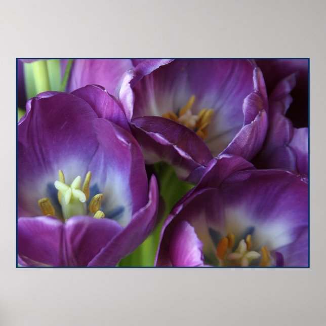 Poster Tulipes violettes vibrantes (Devant)