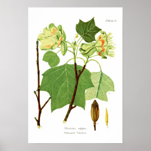 Poster Tulipifera de Liriodendron