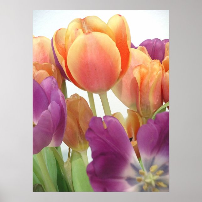 POSTER TULIPS (Devant)