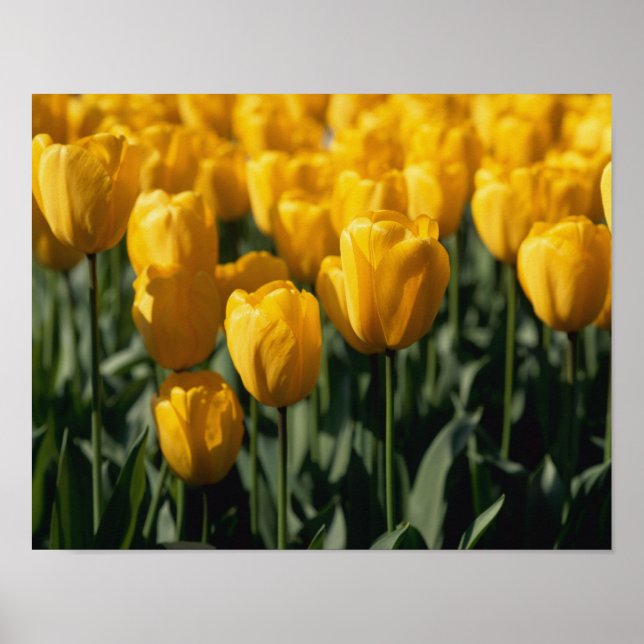 Poster Tulips 3 (Devant)