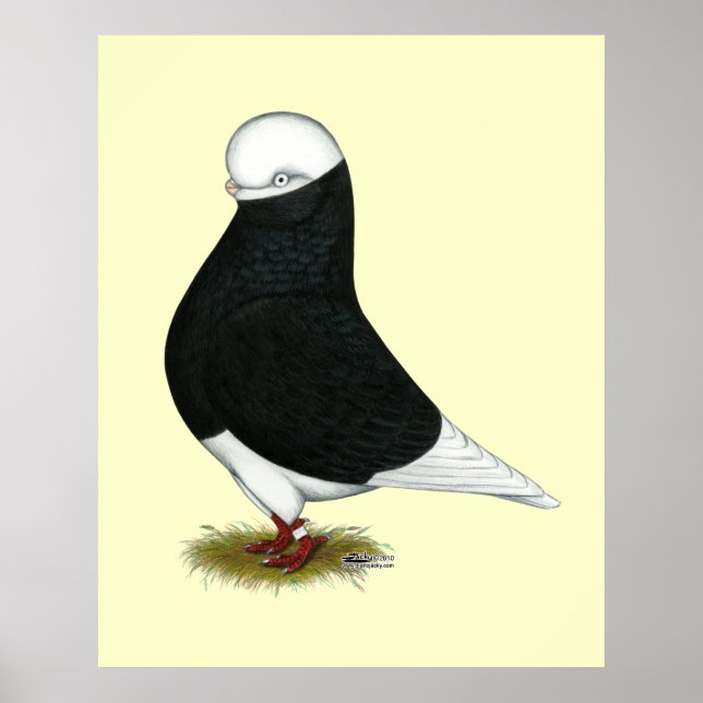 Poster Tumbler Pigeon Black Balle CL (Devant)