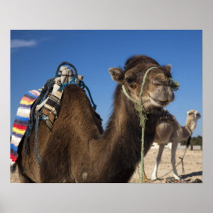Poster Tunisia, Sahara Desert, Douz, Zone Touristique,