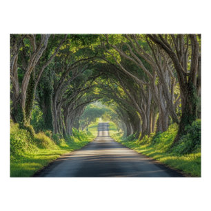 Poster Tunnel Arbre Kauai Photographie Mur Art