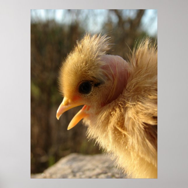 Poster Turkin Chick (Devant)