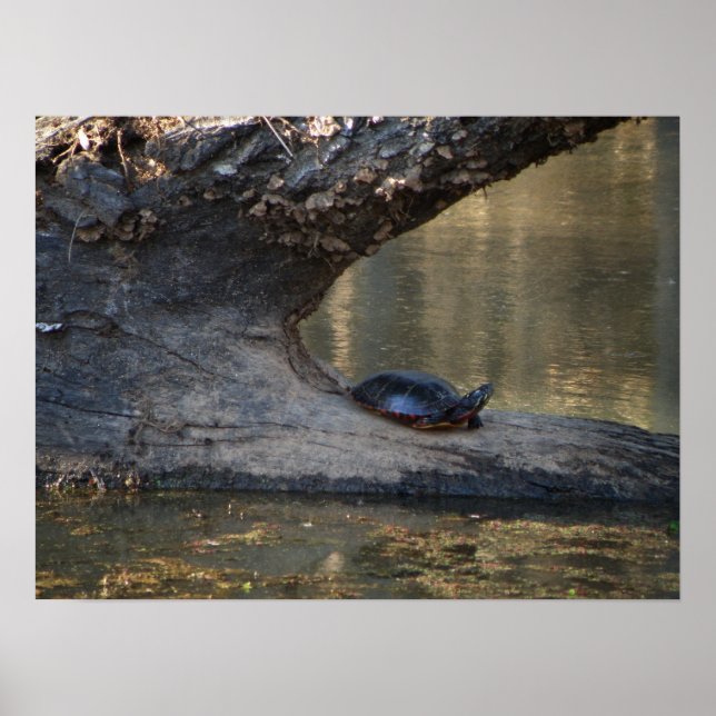 Poster Turtle (Devant)