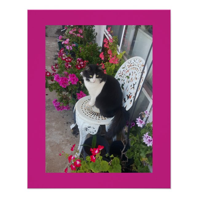Poster Tuxedo Cat Maroon Dark Pink Cats and Flowers (Devant)