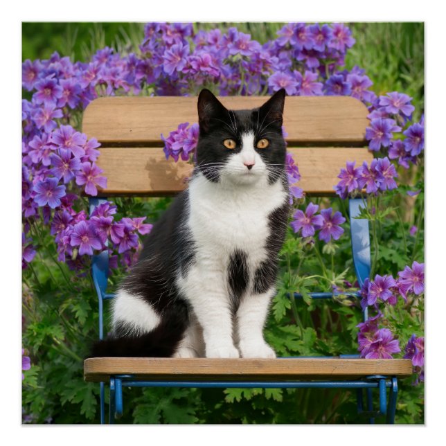 Poster Tuxedo cat sitting on a garchair with flowers (Devant)