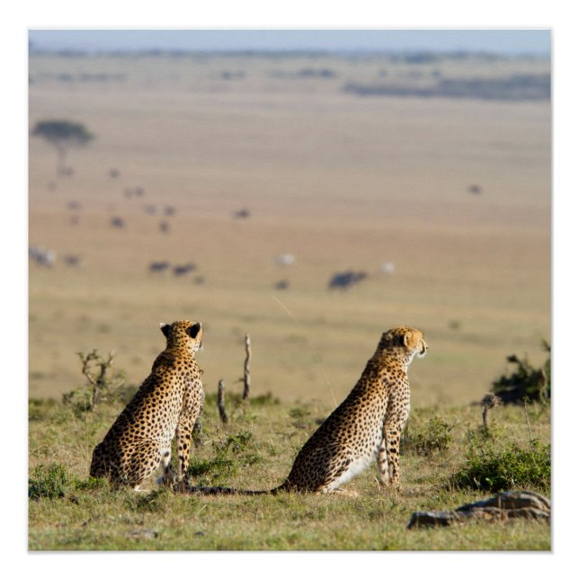 Poster Two cheetahs on the look out (Devant)