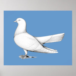 Poster Type de vol Oriental Roller Pigeon