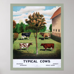 Poster typique des vaches