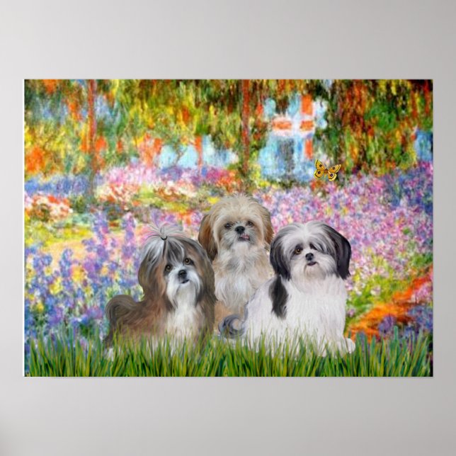 Poster Tzus (trois) -  Jardin (Devant)
