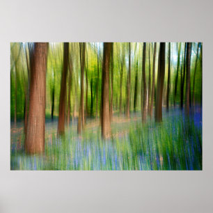 Poster UK England Bluebell Oak Woodland in Springtime