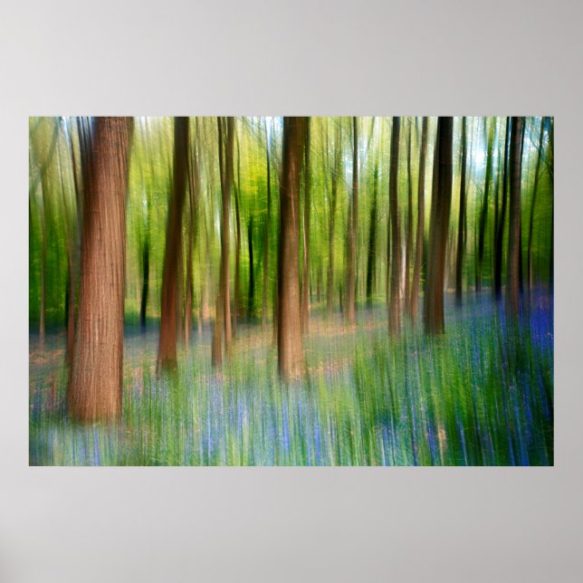 Poster UK England | Bluebell Oak Woodland in Springtime (Devant)