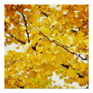 Poster un arbre ginkgo qui embrasse l'automne