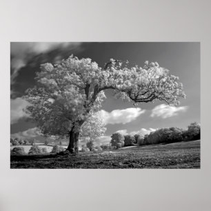Poster Un arbre souffle dans le vent
