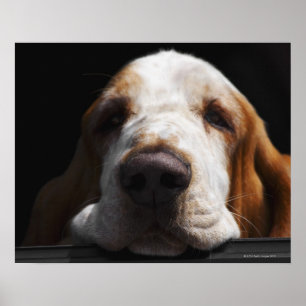 Poster Un Basset Hound reposant sa tête