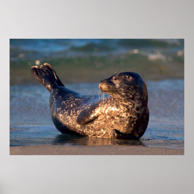 Poster Un bébé phoque levant sa queue (Devant)