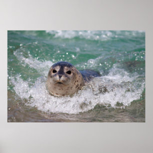 Poster Un bébé phoque surfant