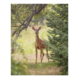 Poster Un cerf solitaire