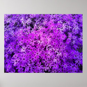 Poster Un champ de marguerites violettes et roses