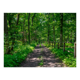 Poster Un chemin dans la forêt verte