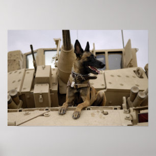 Poster Un chien d'utilité militaire se repose sur un M2A3
