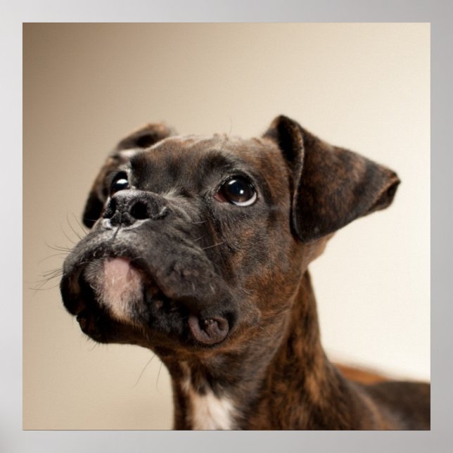 Poster Un chiot de Brindle Boxer qui regarde curieusement (Devant)