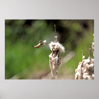 Poster Un colibri construit un nid