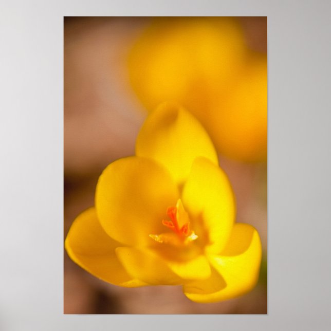Poster Un crocus jaune fleurit à Portsmouth, Nouveau (Devant)