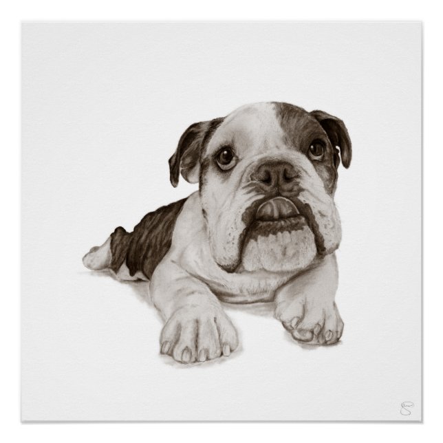 Poster Un dessin d'un chiot bouledogue bringé (Devant)