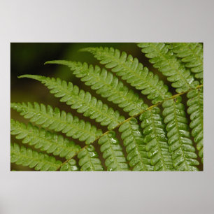 Poster Un détail de fougère, de la forêt nuageuse de Mind