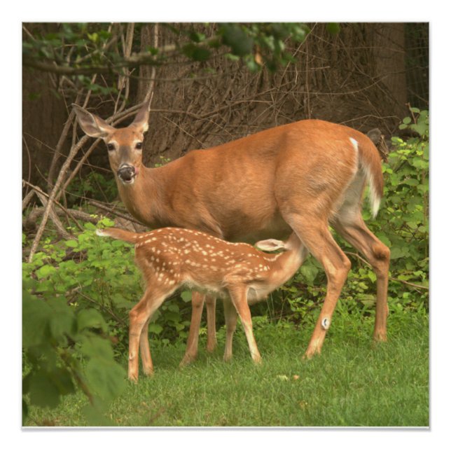 Poster Un doe et son père (Devant)