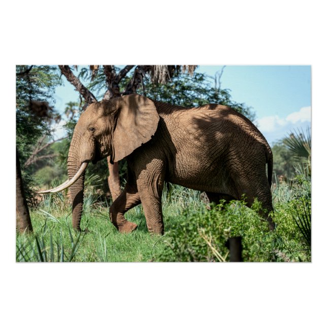Poster Un éléphant africain au Safari (Devant)