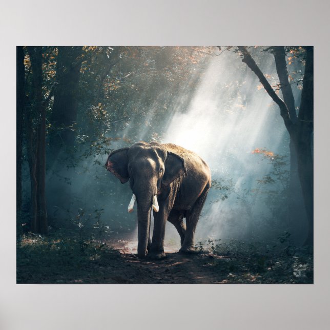 Poster Un éléphant asiatique dans un défrichement éclairé (Devant)