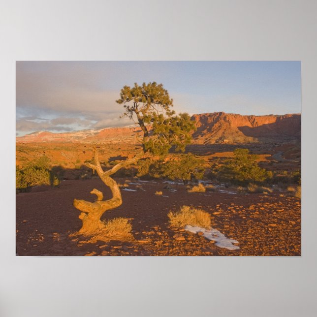 Poster Un genévrier de l'Utah (Juniperus osteosperma) dan (Devant)