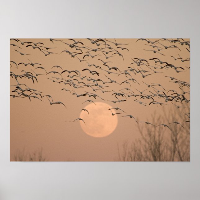 Poster Un groupe d'oies des neiges migratrices, Grus (Devant)