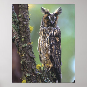 Poster Un hibou à longues oreilles perché sur une branche