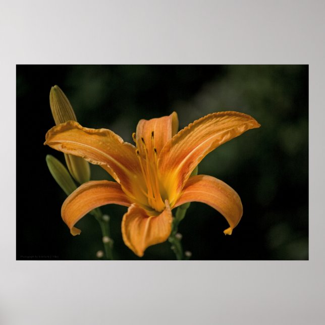 Poster Un jardin enchanteur Imprimer (Devant)