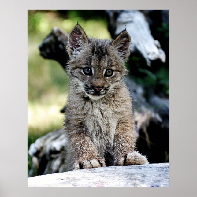 Poster Un Joli Petit Lynx Kitten Canadien (Devant)