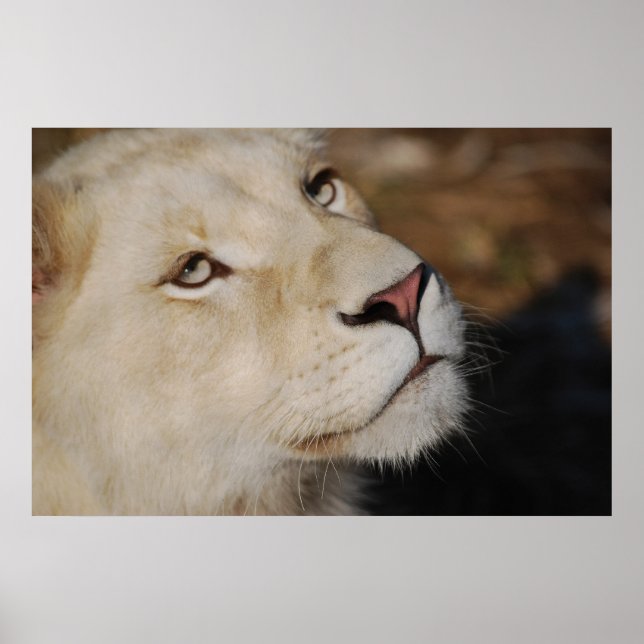 Poster Un lion doux face à l'Afrique du Sud (Devant)