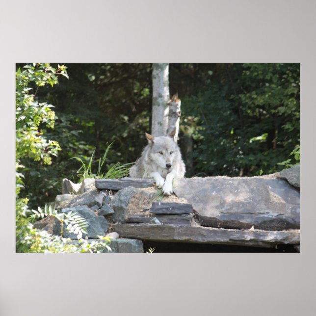 Poster Un loup de bois au repos. (Devant)