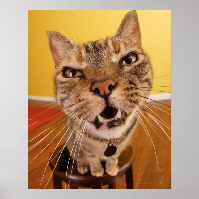 Poster Un petit chat plein d'humour est assis sur un tabo (Devant)