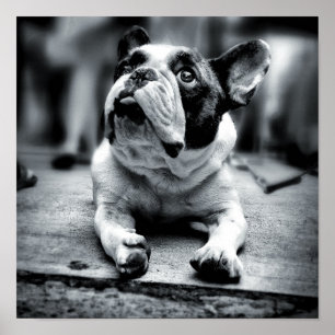 Poster Un petit chien de taureau français attend