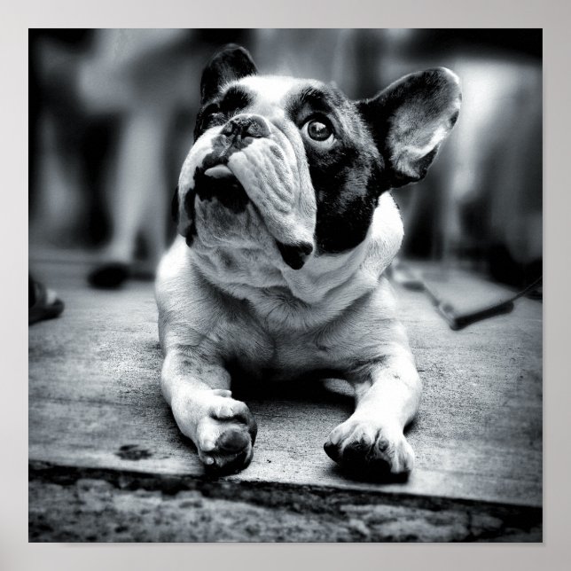 Poster Un petit chien de taureau français attend (Devant)