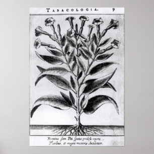 Poster Un Plante du tabac, 1622