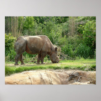 Poster Un rhino