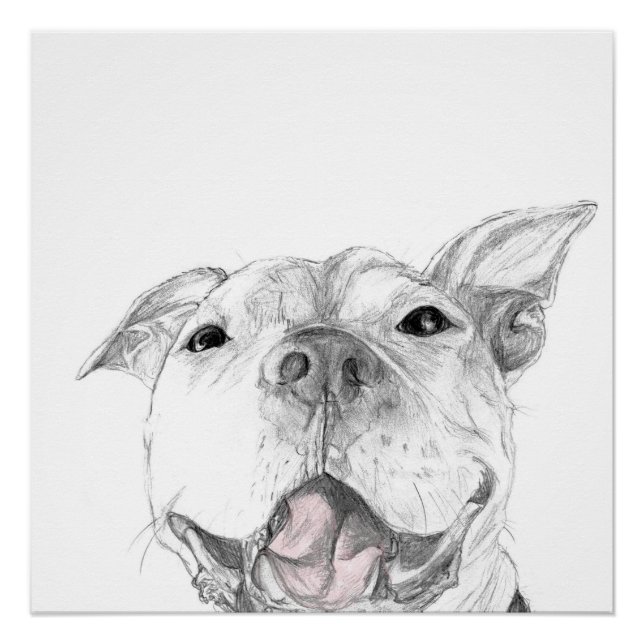 Poster Un sourire de Pit Bull (Devant)
